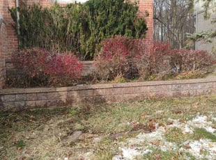 Bush Trimming by Timothy Blakley for Jerry E. in West Bloomfield Township, MI