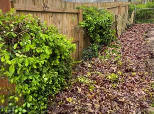 Bush Trimming by Daniel Burse for Jackie B. in Atlanta, GA