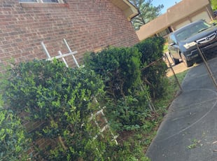 Bush Trimming by Taylor Dodson for Alice M. in Chesapeake, VA