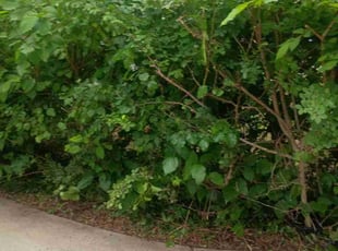 Bush Trimming by Christopher Bass for Chad W. in Durham, NC