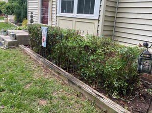 Bush Trimming by Miguel Santos for Louise B. in Germantown, MD
