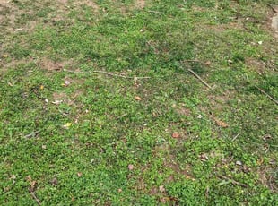 Leaf Removal by Roscoe Carr for James K. in Alexandria, VA