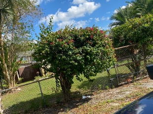 Bush Trimming by Warren Minns for Wilda H. in Tampa, FL