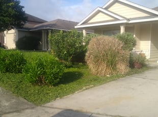 Bush Trimming by Jason Salazar for Tiffany G. in San Antonio, TX