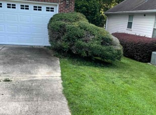 Bush Trimming by Herschell Bradley for Mary G. in Tallahassee, FL