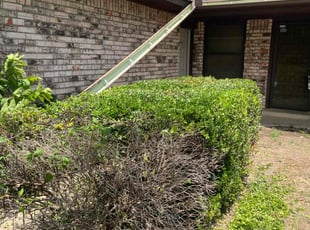 Bush Trimming by Lance Holtman for Flora H. in Oklahoma City, OK