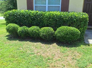 Bush Trimming by Angel Vazquez for Jennifer M. in Davenport, FL