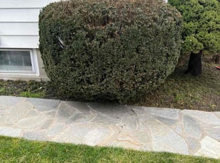 Bush Trimming by Handy Ellison for Amina H. in Waterbury, CT