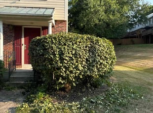 Bush Trimming by Derrick Graves for Ralph T. in Upper Marlboro, MD