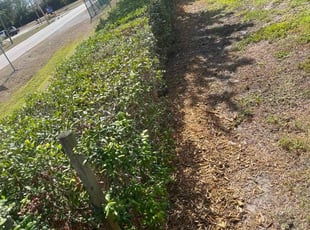 Bush Trimming by Zach Hinkle for Nandan P. in North Fort Myers, FL