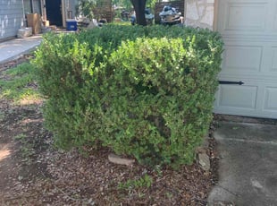 Bush Trimming by Fredrick Miller for Tamara B. in Converse, TX