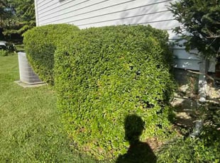 Bush Trimming by Scott Source for Rainbow Bright S. in Owings Mills, MD