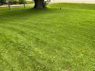 Harold D.'s Lawn Mowing service result