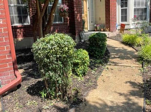 Bush Trimming by Trae Tindall for Larry T. in Round Rock, TX