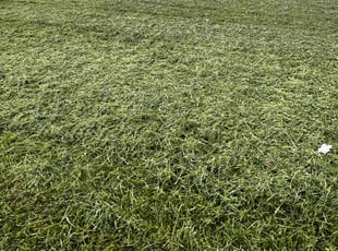 Jerry C.'s Lawn Service service result