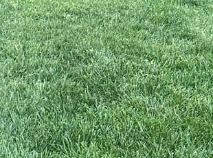Selam Y.'s Lawn Service service result
