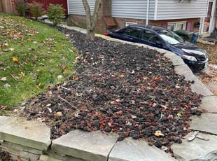 Weeding by Carlos Portillo for William W. in Alexandria, VA