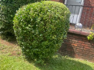 Bush Trimming by Virgil Greene for Warnette Z. in Atlanta, GA
