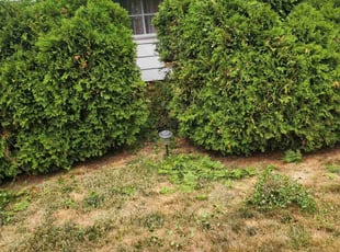Bush Trimming by Richard Vonderau for Marcell J. in Euclid, OH