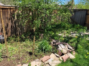 Weeding by Antonio Vitale for Jeff K. in Denver, CO