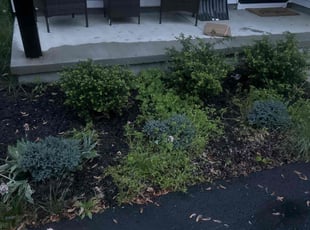Bush Trimming by Elijah Brown for Kenneth B. in Woodbury, NJ