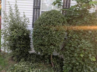 Bush Trimming by Elizabeth Cruz for Tomeko H. in Plano, TX
