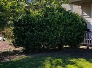 Bush Trimming by J P for Bob L. in Vancouver, WA
