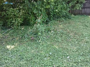 Bush Trimming by Travis Carroll for Georgio K. in Mebane, NC