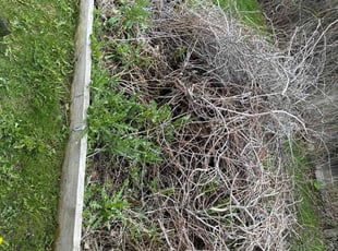 Weeding by Joshua Hines for Rene P. in Aurora, CO