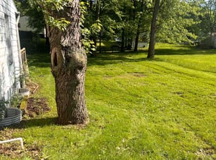 Robert P.'s Grass Cutting service result