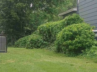 Bush Trimming by Julio Almestica for Nellie M. M. in Kansas City, MO