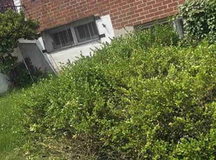 Bush Trimming by Travis Smith- Armwood for Curtis T. in Baltimore, MD