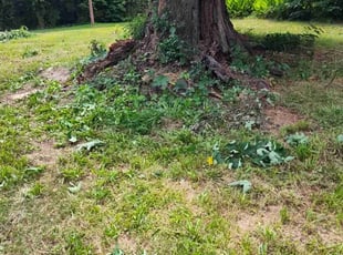 Bush Trimming by Calvin Walker for Biviana V. in Griffin, GA