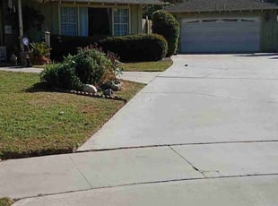 Bush Trimming by Brenden Henderson for Sarah P. in Riverside, CA