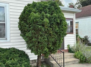 Bush Trimming by Anthony Grant for Marcia H. in Indianapolis, IN