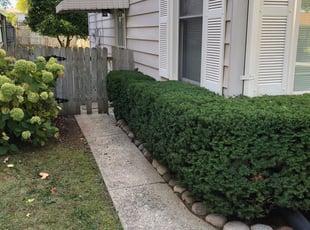 Bush Trimming by Domingo Cansino for Tedra R. in Milwaukee, WI