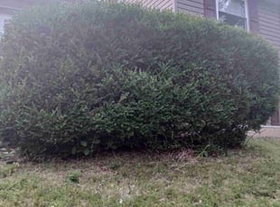 Bush Trimming by Shaun Hurst for Lori C. in Valley Park, MO