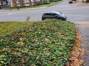 Bush Trimming by Richard Vonderau for John Z. in Cleveland Heights, OH