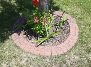 Weeding by Gary Joy for Basirat R. in Keller, TX