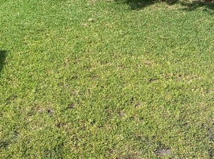 Sean H.'s Yard Cutting service result