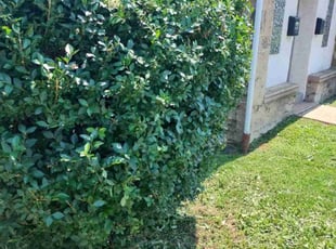 Bush Trimming by Stanley Rykowski for Ashton S. in Philadelphia, PA