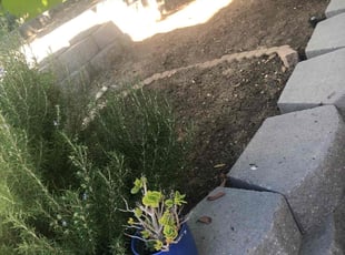 Weeding by Santos Pereira for Adina L. in Los Angeles, CA
