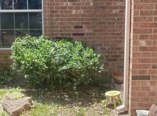 Bush Trimming by Alexis Perez for Tammy L. in Magnolia, TX