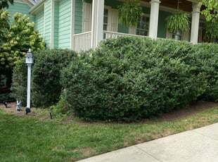 Bush Trimming by Kevin Dimas for Sally L. in Chapel Hill, NC