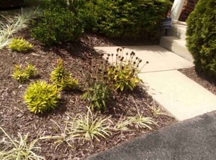 Weeding by Rómulo González for Daylun L. in Capitol Heights, MD