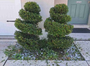 Bush Trimming by Angel Vazquez for Carl S. in Davenport, FL