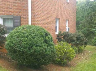 Bush Trimming by Ricardo Williams for Ginger M L. in Taylors, SC