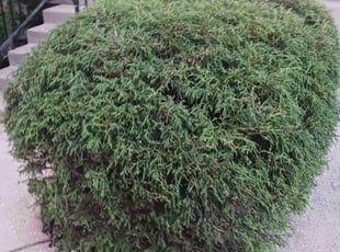 Bush Trimming by Cole Coots for Nalle E. in Louisville, KY