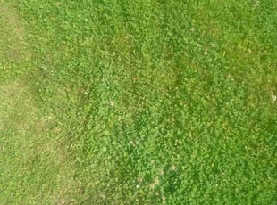Bush Trimming by Terry Felo for Rosalia m. in Marrero, LA