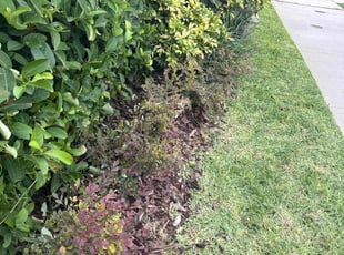 Weeding by Christopher Oropeza for Marti G. in Winter Garden, FL